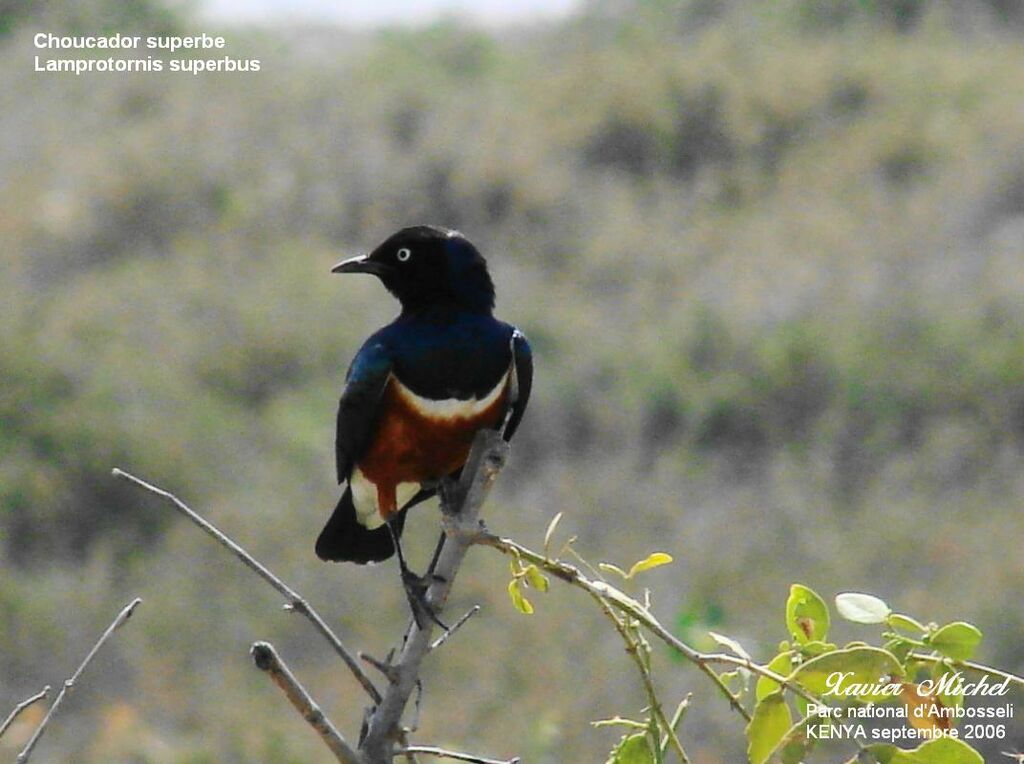 Superb Starling