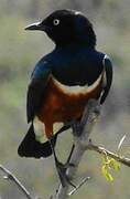 Superb Starling