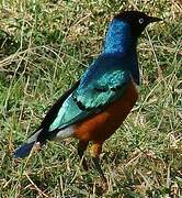 Superb Starling