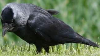 Western Jackdaw