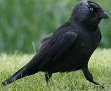 Western Jackdaw