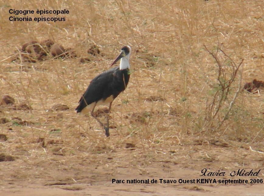 Cigogne à pattes noires