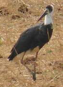 African Woolly-necked Stork