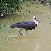 Cigogne à pattes noires