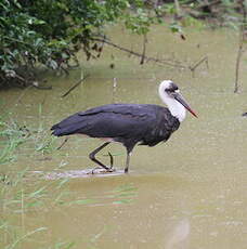 Cigogne à pattes noires