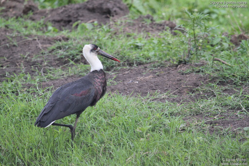 Cigogne à pattes noiresadulte, identification