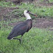 African Woolly-necked Stork