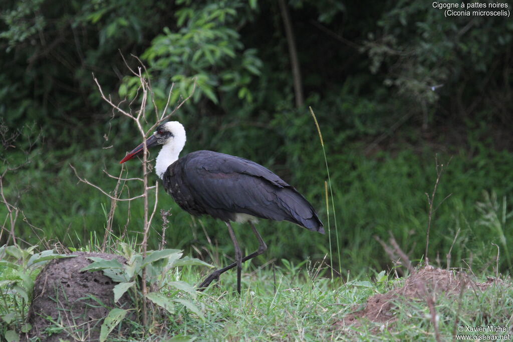 African Woolly-necked Storkadult, identification