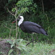 Cigogne à pattes noires