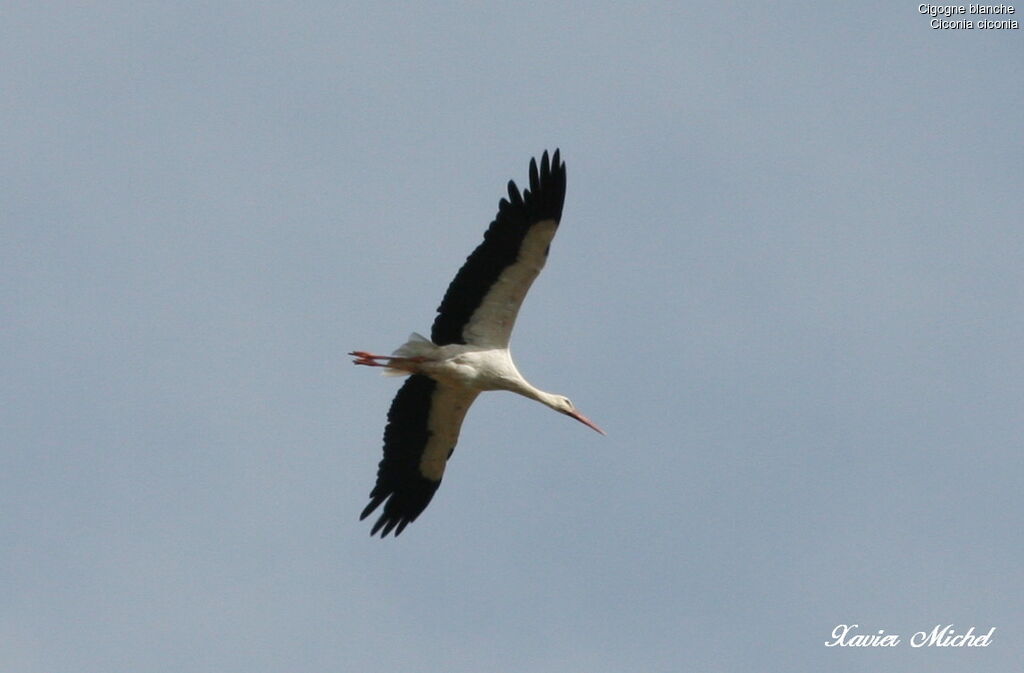 Cigogne blanche