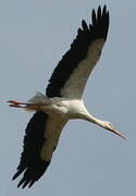 White Stork