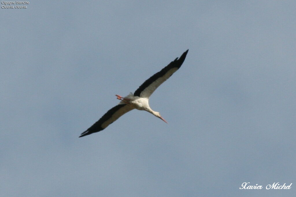 White Stork