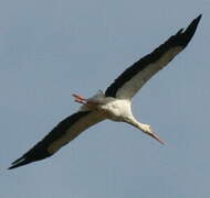 White Stork