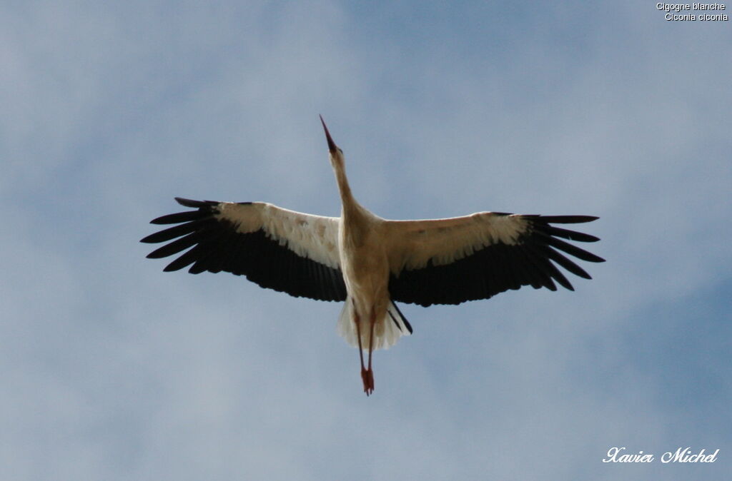 Cigogne blanche