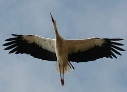 Cigogne blanche