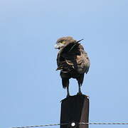 Brown Snake Eagle