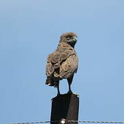 Brown Snake Eagle