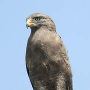 Western Banded Snake Eagle