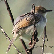 Winding Cisticola