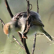 Winding Cisticola