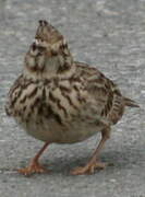 Crested Lark