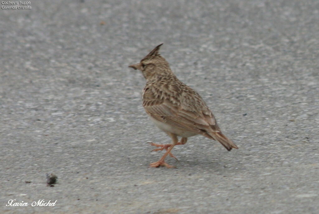 Cochevis huppé