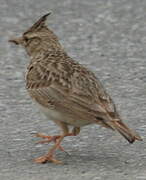 Crested Lark