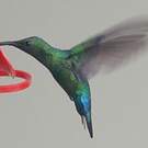 Colibri falle-vert