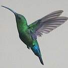Colibri falle-vert