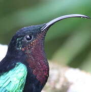 Purple-throated Carib