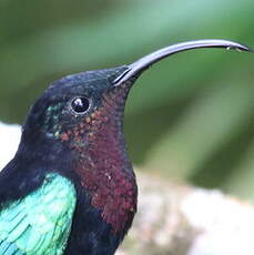 Colibri madère