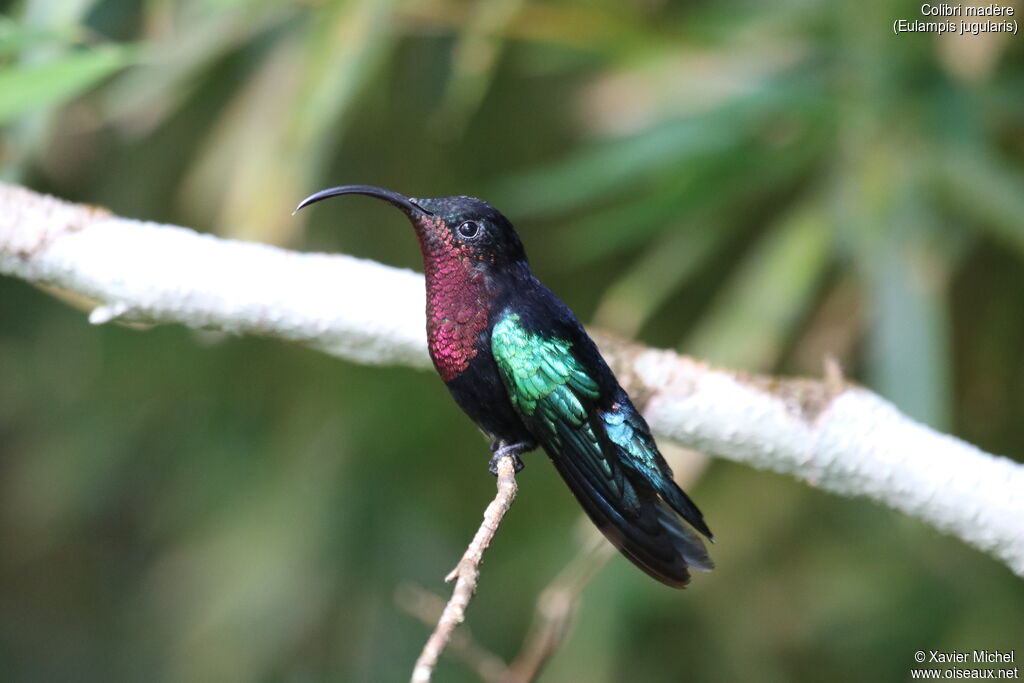 Colibri madèreadulte