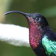 Purple-throated Carib