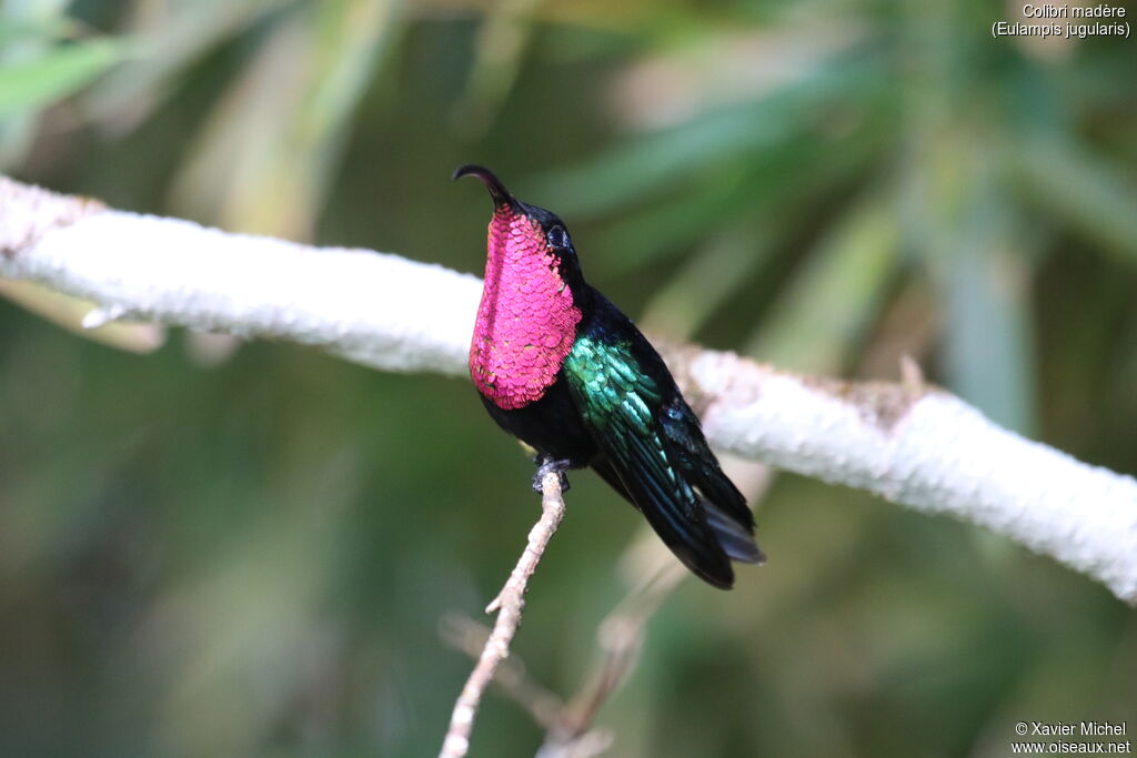 Colibri madèreadulte