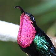 Purple-throated Carib