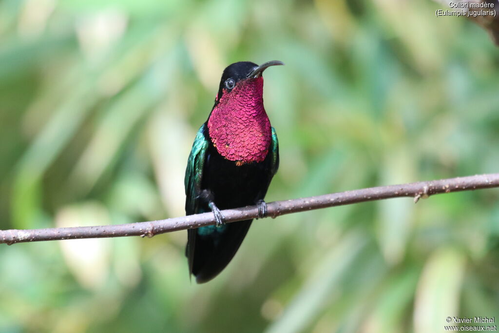 Purple-throated Caribadult, identification