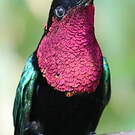 Colibri madère