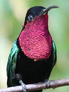 Purple-throated Carib