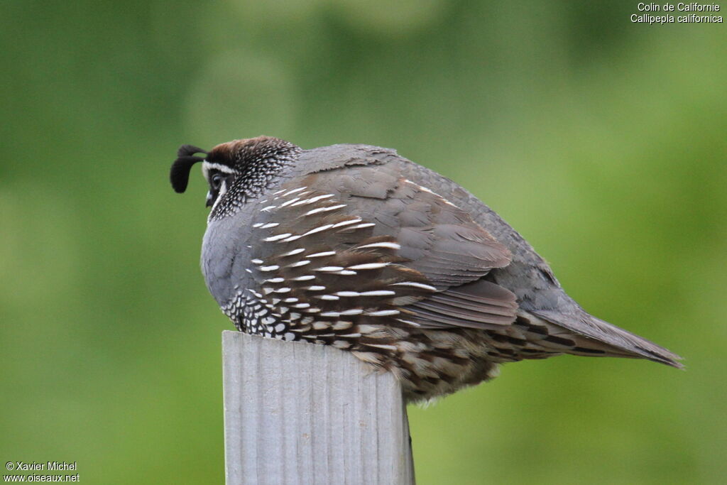 California Quailadult, identification