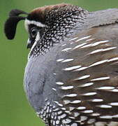 California Quail