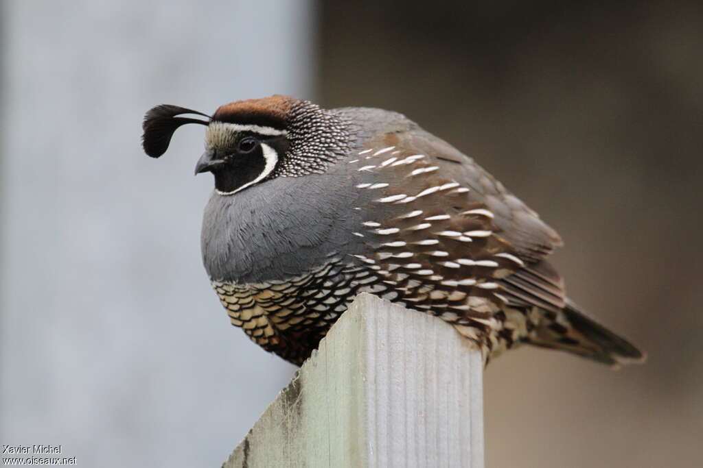 California Quail male adult breeding, close-up portrait