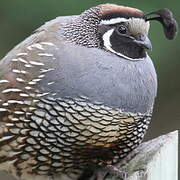 California Quail