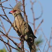 Blue-naped Mousebird