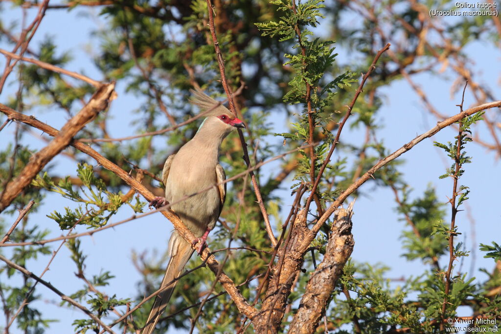 Coliou huppé, identification