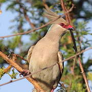 Blue-naped Mousebird