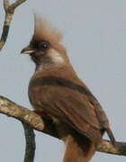 Speckled Mousebird