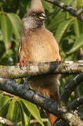 Speckled Mousebird