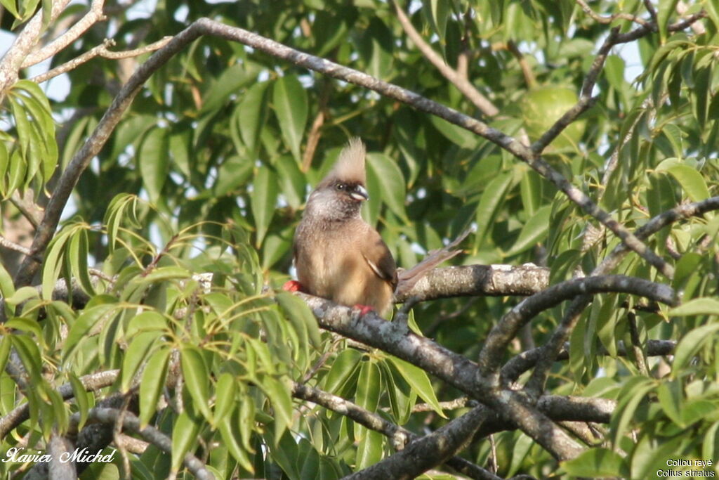 Speckled Mousebird