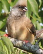 Speckled Mousebird