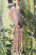Speckled Mousebird